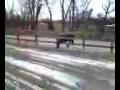 murphy - pasture