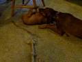 rozsi plays with Gold age 8 weeks