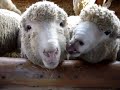 a grazing sheep