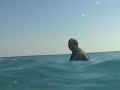 Thanksgiving Swell