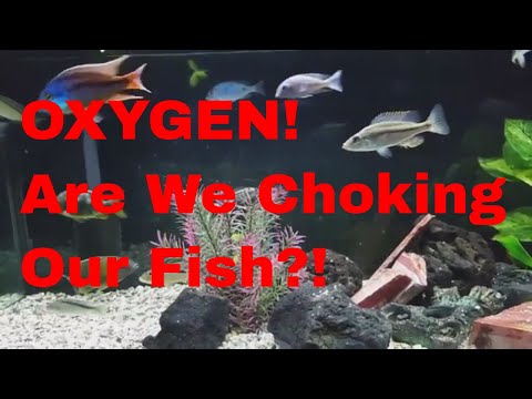 video-linktoworks-OXYGEN! Are We Choking Our Fish?! (How to Tell and...