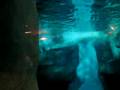 Walrus @ Sea World