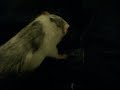 Petit rat Petit rat
