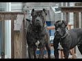 PRESA CANARIO PUPPIES DELUXE by EDUARDO DUR�N HAEDO