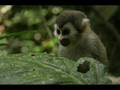 Colombia: Amazonas