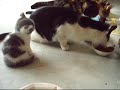 Charlie + kittens: zijn jullie dan aant doen?