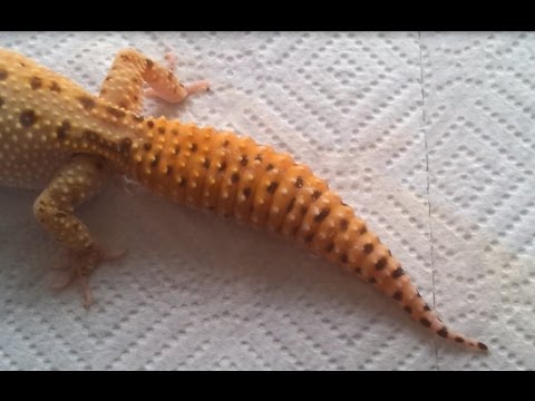 YouTube reptile video