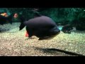 Toledo Zoo Aquarium May 2010 - YouTube