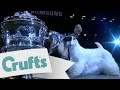 Crufts 2009 Best in Show