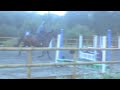 Olympic Horse Riding 2012