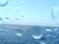 Le Castella Cetaceo