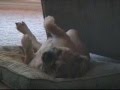 Bulldog Inglés video