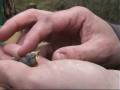 videos de alles over de bonte vliegenvanger (2)