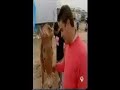 mulo desplomado en el rocío
