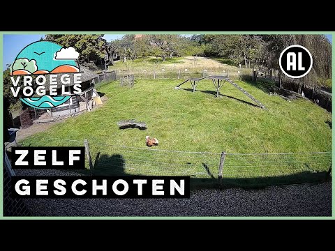 Kurczak został zaatakowany przez jastrzębia. Inne zwierzęta ruszyły na ratunek.