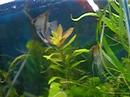 angel fish