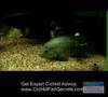 Re-Fish-Fight-Texas-