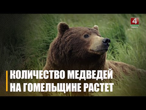 На Гомельшчыну з Украіны мігруюць... мядзведзІ видео