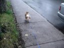 Chapulin mi perrito