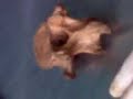vertebras