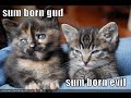 a tribute to evil cats a tribute to evil cats