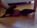 Mimitos de Nano a Bruji 4
