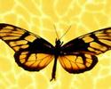 Butterflies-Farfalle-Fluturi...relax Butterflies-Farfalle-Fluturi...relax