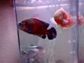 oscar cichlids 13. pleco