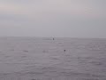 whales while fishing the bank