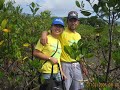 ACT Mangrove Planting in Carcar, Cebu, Philippines ACT Mangrove Planting in Carcar, Cebu, Philippines