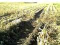 Crop Comments: Ruts in Central Illinois