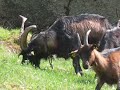 billy goat