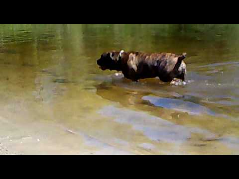 bullmastiff