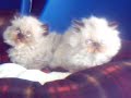 Gatos Persas