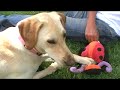 Glenda the yellow lab puppy and Helen the Irongirl Glenda the yellow lab puppy and Helen the Irongirl