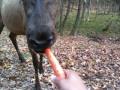 carot for deer 3