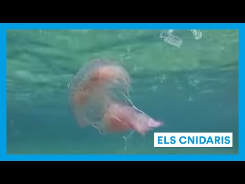 youtube-img