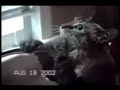 Funny Video of Crazy Cats