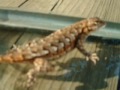 awesome lizards awesome lizards
