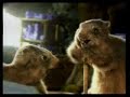 marmot