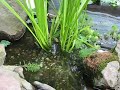 Pond Guppies vs Koi Pond Guppies vs Koi