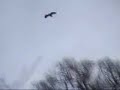 Golden Eagles - Aguila Real Golden Eagles - Aguila Real