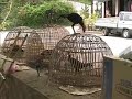 morning-in-luang-prabang-laos.html