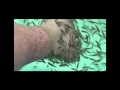 Dr Fish Spa Brent Madden filming for National Geographic