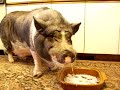 Barney the pot belly pig likes ice cream Barney the pot belly pig likes ice cream