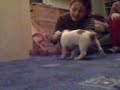 Jack Russell terier