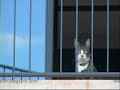 gato Banaston Felino Star Trailer gato Banaston Felino Star Trailer