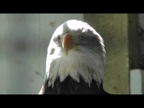 toupee09 - First test with TM900, purely auto settings. Pretty amazing quality at 1080/60p... this has been exported down to 30p, however, with Adobe Premiere Pro's exp...