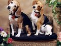 A Celebration of Beagles