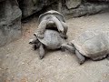 Turtle Porn